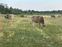 Vand 10 vitele Bruna de Maramures