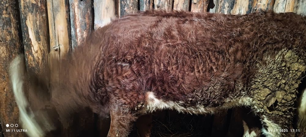 Кашар сатылады соғым