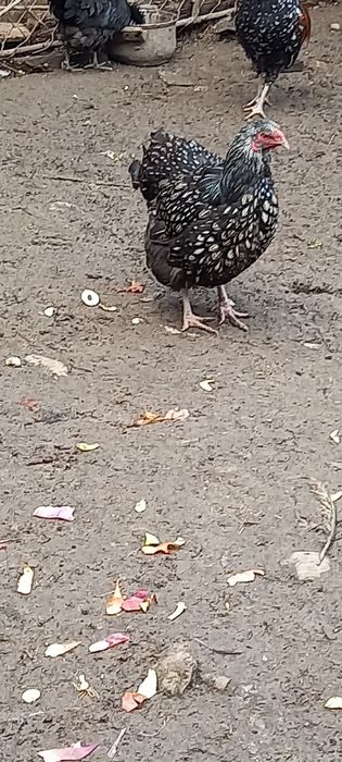 Pereche wyandotte argintiu