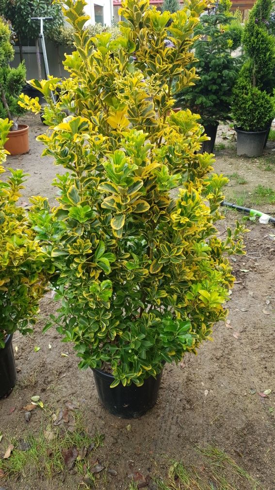 Vindem diferite specii de plante ornamentale Plantele sunt de calitate