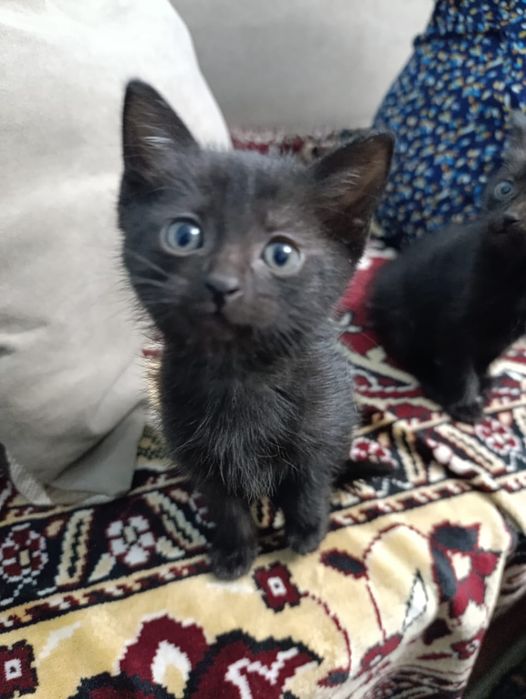 Отдам в хорошие руки