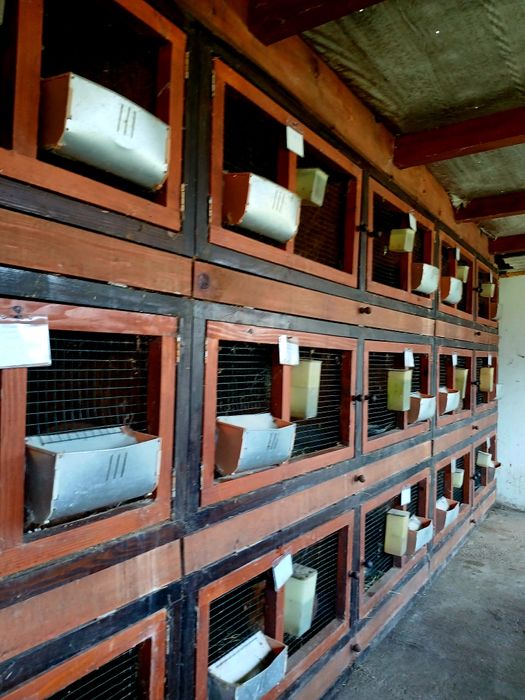 Iepuri de rasă Californian