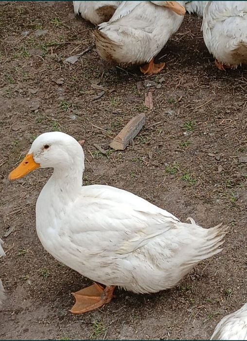 Rate Pekin intre 3 si 4 Kg