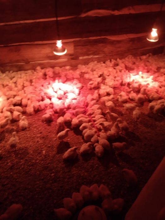 Цеплята бролер домашний.