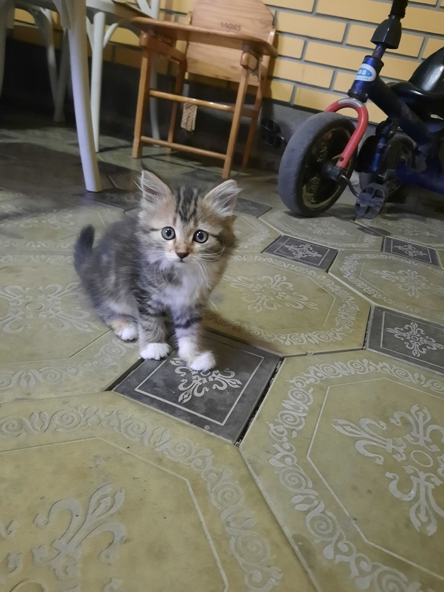 Котята даром в добрые руки