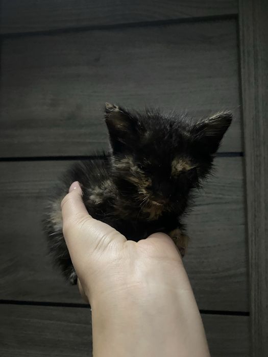 Ищет дом котенок