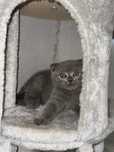 British scotish shorthair