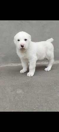 Срочно продаётся щенок туркменского алабая возраст 45 дней кобель