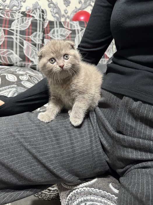 Продается котенок скоттиш фолд мальчик