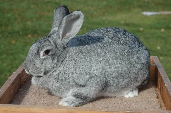 Iepuri 3,5 - 4,5 kg