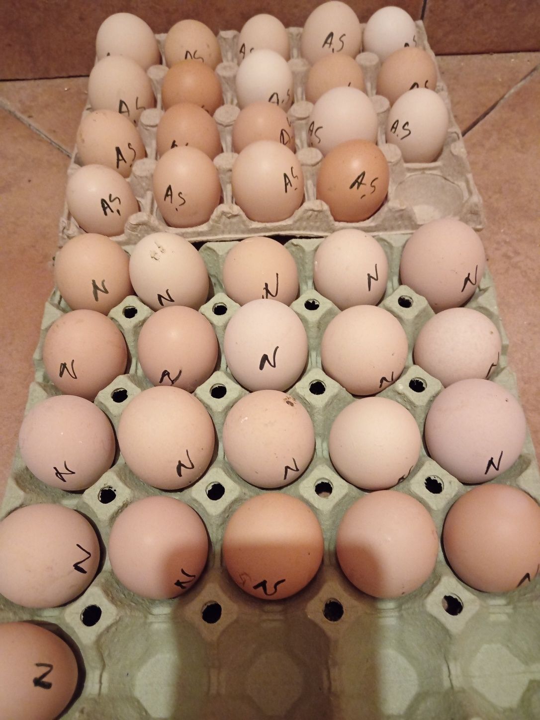 Ouă pentru incubat Rasa Australorp și lakenvelder