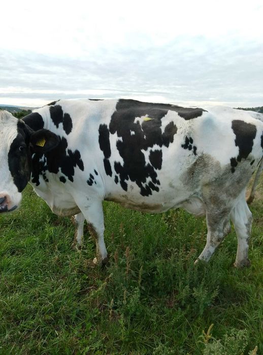 Vacă foarte buna de lapte Holstein