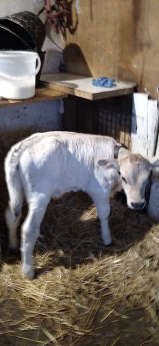 Vițea rasa Charolais de Vînzare