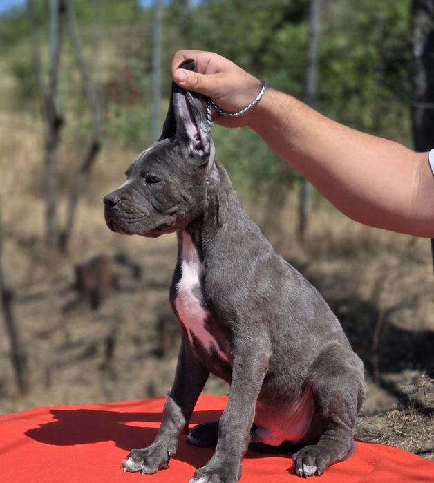 Mascul cane corso