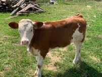 Vând vițică frumoasă
