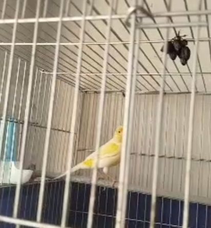 Kanarekalar sotiladi