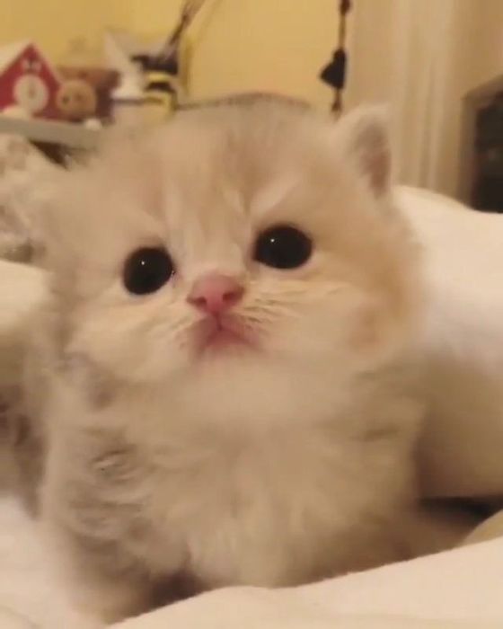 Pui de pisica, are 2 lunișoare