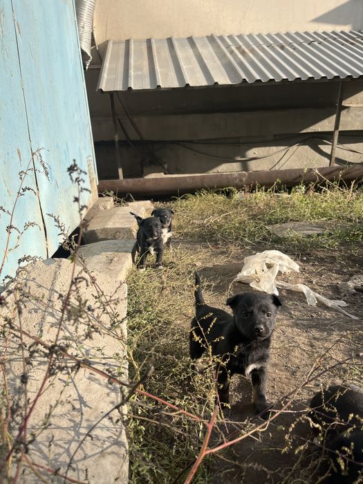 Бездомная мама родила щенков