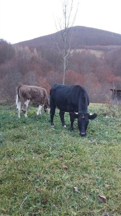 Vaci juninci de vinzare