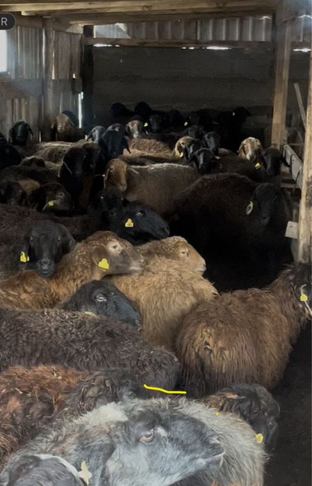 Продам. Кой. Токты сектер 159 бас оптом