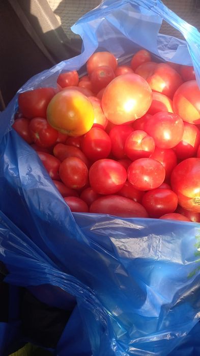 Продам помидоры томаты