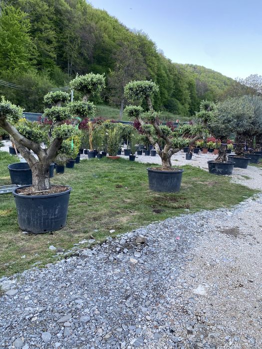 Bonsai din măslini si plante pe stoc
