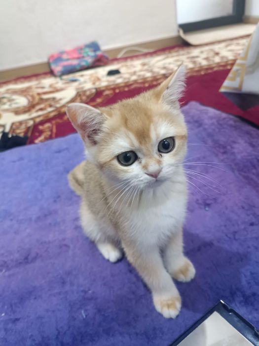 Золотая шиншилла