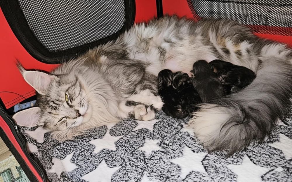 Maine Coon gigang felisa pedigree