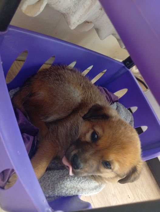 Бесплатно Щенок Девочка. Сергели