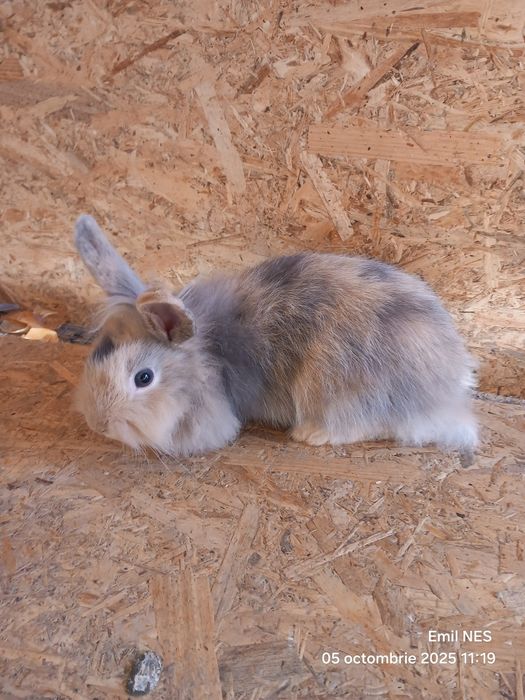 Iepure pitic cap de leu