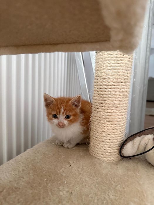 Donez pisicuta de 2 luni blanda