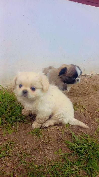 Малки чистокръвни пекинези