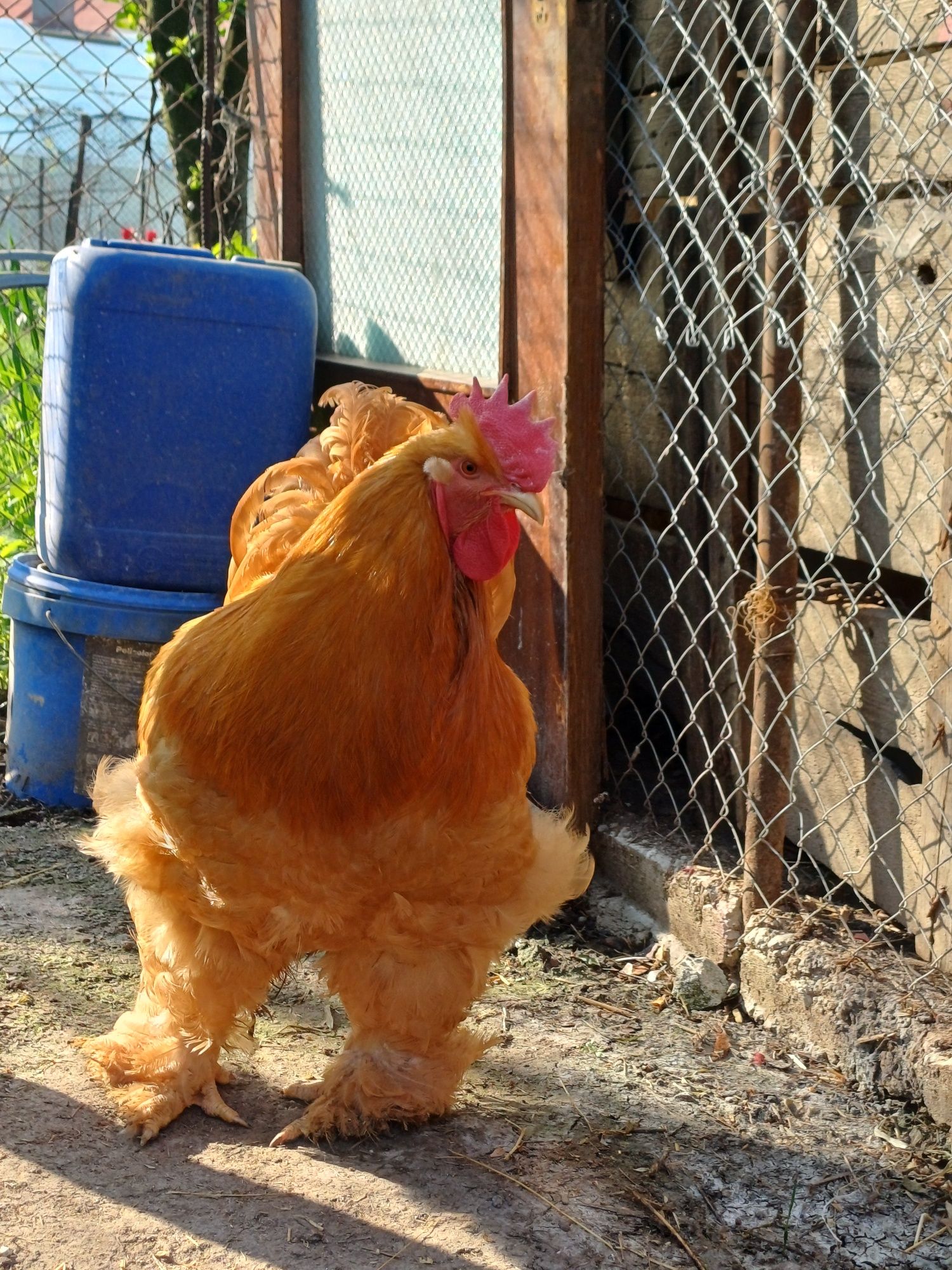 Vând cocos cochinchina galben uriaș