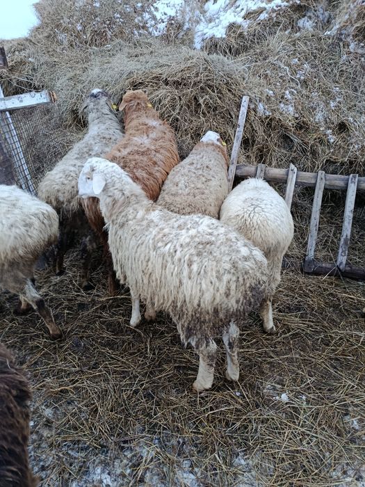 Тоқты сатамын семіз..