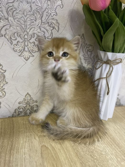 Британка золотая шиншила