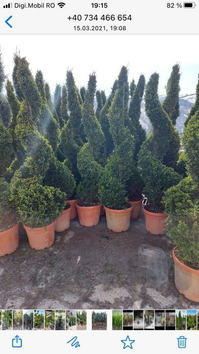 Vindem tuia la ghiveci și plante ornamentale