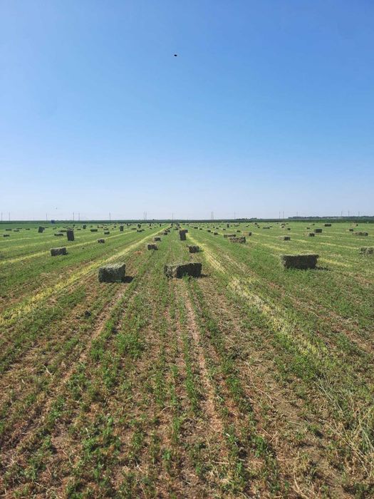 Vand bloti de lucerna, coasa a 5 a  anul 2 si coasa a 4 a anul 12025