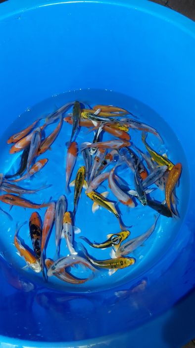 Crapi koi Japonia, butterfly, sturioni, pesti sanitari, pesti iaz