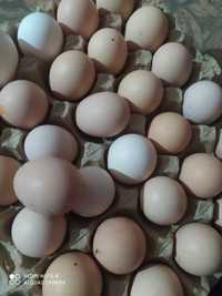 Продам инкубационные яйца