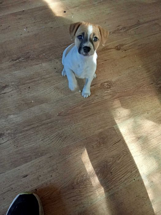 Елитни Джак Териери