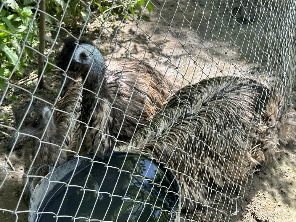 Struti emu de 2 ani si 2 luni