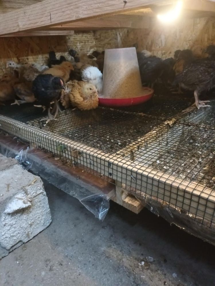Vand pui de Gaina Diferite Rase