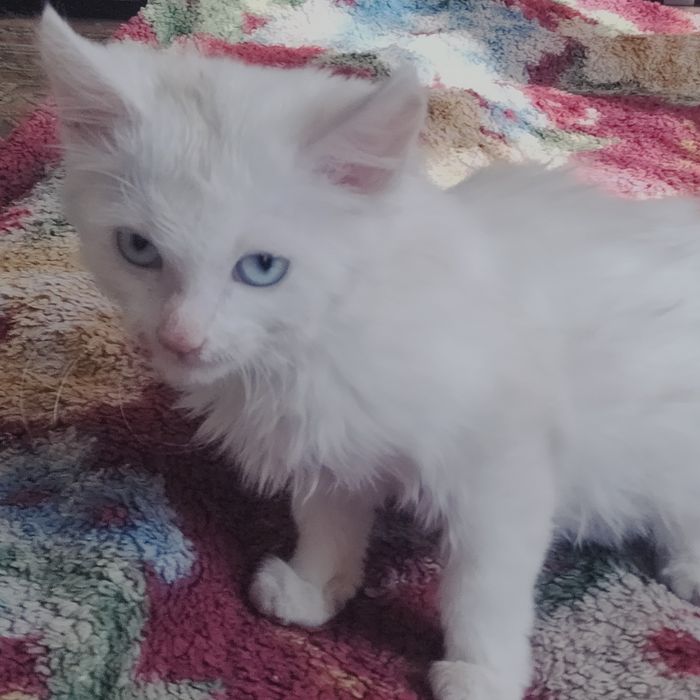 Отдам котенка. Белый с голубыми глазами.