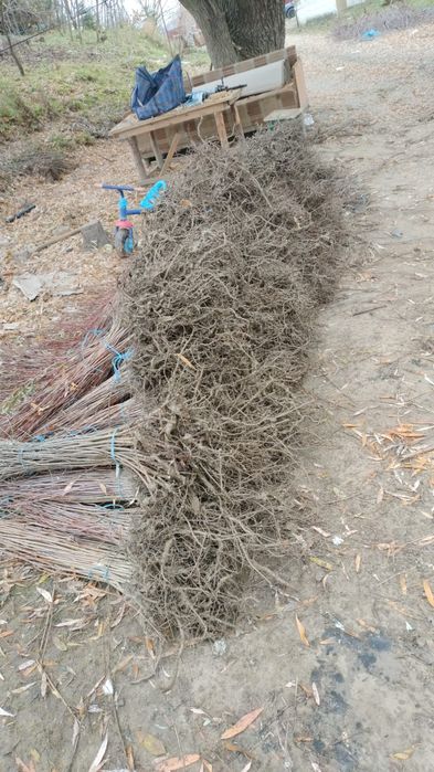 Puieți de salcie diferite soiuri și dimensiuni