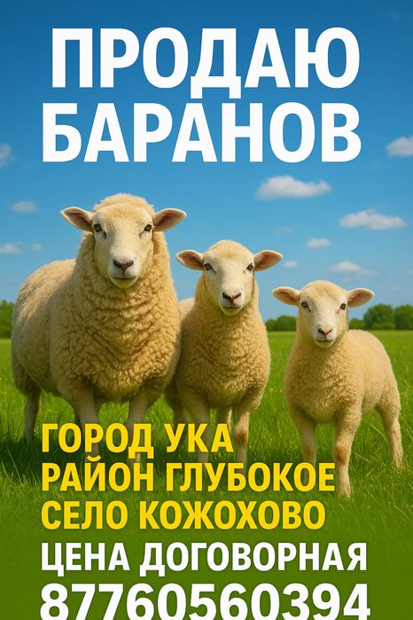 Продаю молодых баранов упитанные и здоровые Район Глубокое Село Кожохо