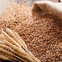 Бидай-Пшеница 100 тенге, 90 тенге
