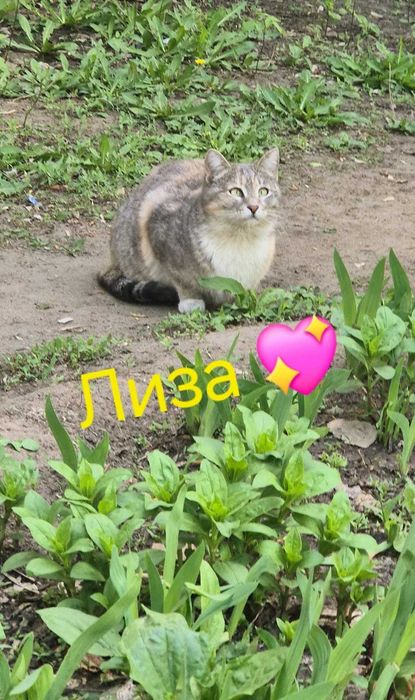 По дороге к счастью - Лиза, Жужа и Алиса