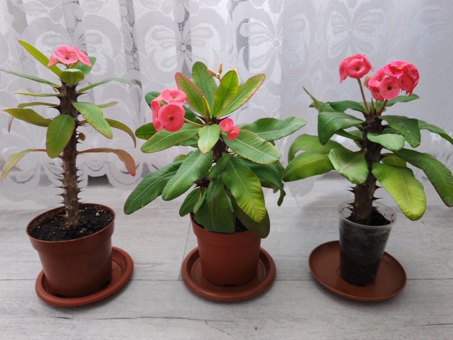 Молочай Миля крупноцветковый