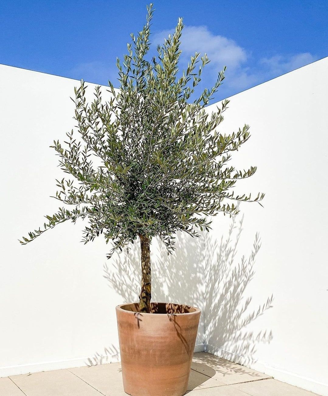 Bonsai din maslin, olea europaea 2m - 3m