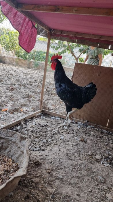 Qora shaxzoda xo'roz